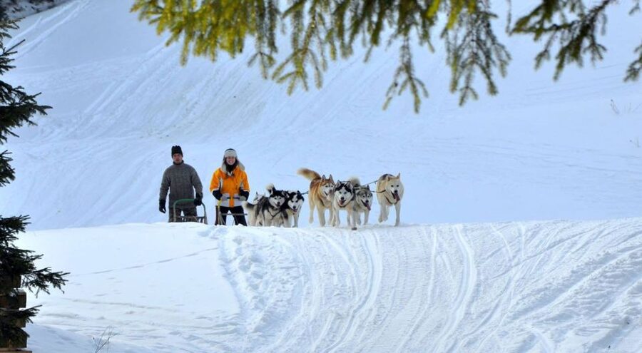 From Krakow: Dogsled Ride in Tatra Mountain - Key Things You’ll Remember From This Sled Ride