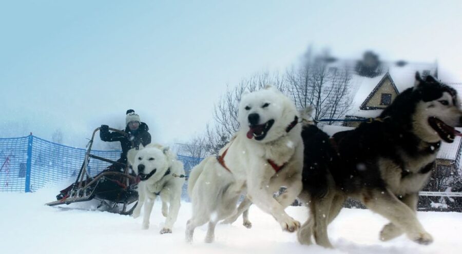 From Krakow: Dogsled Ride in Tatra Mountain - Should You Book the Krakow to Tatra Dogsled Tour?