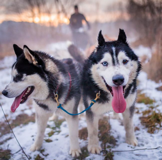 From Krakow: Dogsled Ride in Tatra Mountain - Krakow Van Time, the Scenic Build Up, and Why It Matters