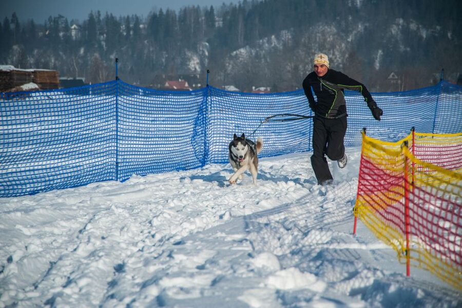 From Krakow: Dogsled Ride in Tatra Mountain - Harness Prep and Mushing Training, What You Learn Before You Go