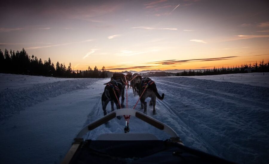 From Krakow: Dogsled Ride in Tatra Mountain - The 2 Kilometer Dogsled Run, Expectations That Keep It Fun