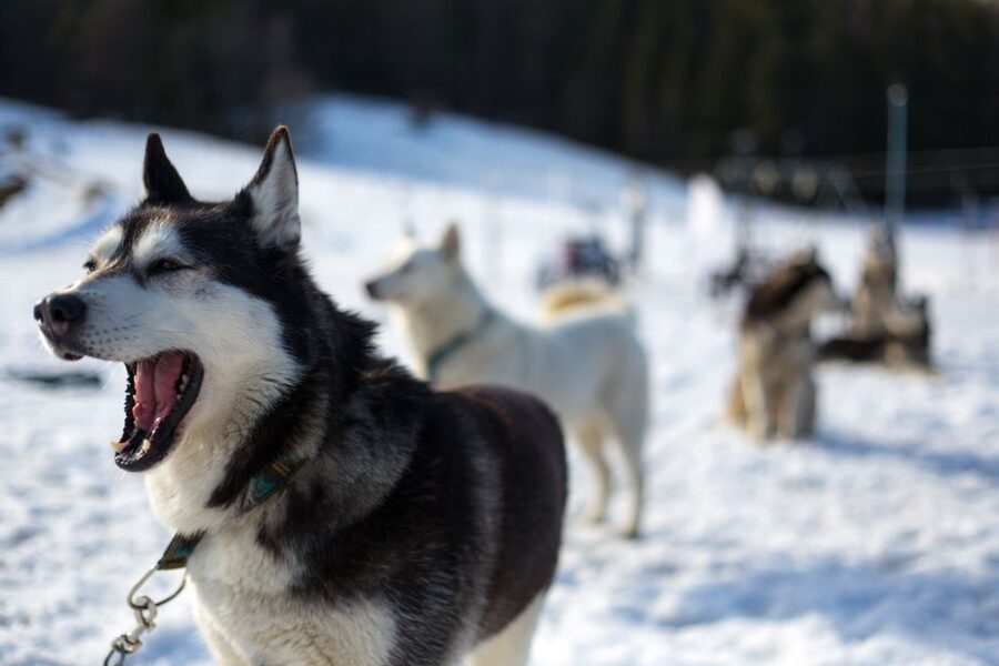 From Krakow: Dogsled Ride in Tatra Mountain - Stops, Village Time Near Slovakia, and How to Judge the Route