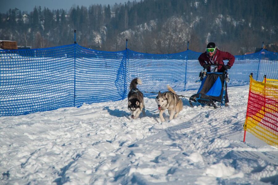 From Krakow: Dogsled Ride in Tatra Mountain - Price and Value for $391, What You’re Actually Buying