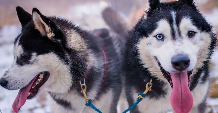 From Krakow: Dogsled Ride in Tatra Mountain - The Husky Reserve in the Tatras, Where the Day Starts