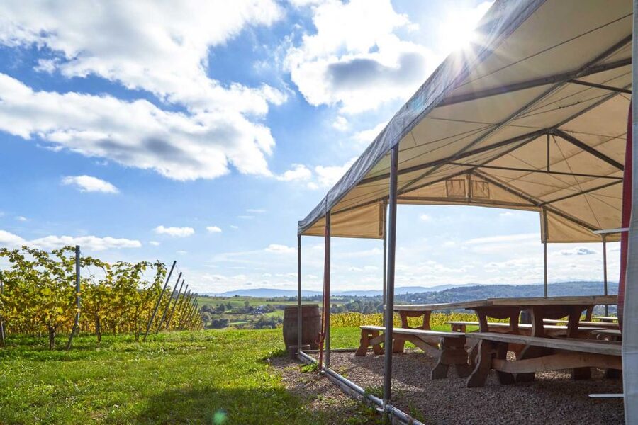From Krakow: Wine Tasting at Vineyard - The vineyard history and the four-continent backstory
