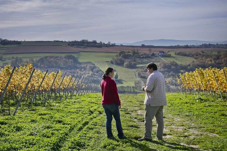 From Krakow: Wine Tasting at Vineyard - Your vineyard stroll, plus the snack option if you want more