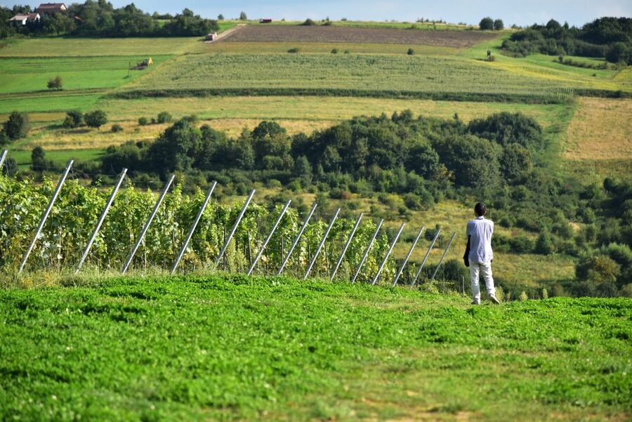 From Krakow: Wine Tasting at Vineyard - Getting the most from a small group up to 8