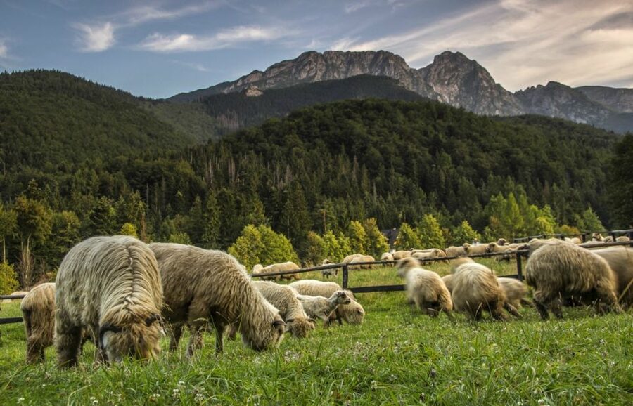 From Krakow: Zakopane & Hot Thermal Springs Private Tour - Key Highlights You Will Care About