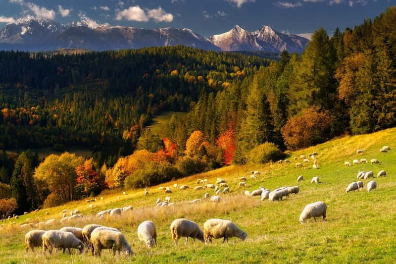 From Krakow: Zakopane + Thermal Baths - Practical tips to make your day feel easy