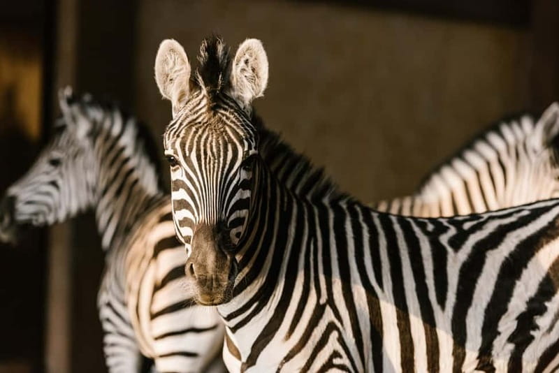 From Krakow: Zoo Trip with Private Luxury Transfer - Krakow Zoo in Wolski Forest: the setting does half the work
