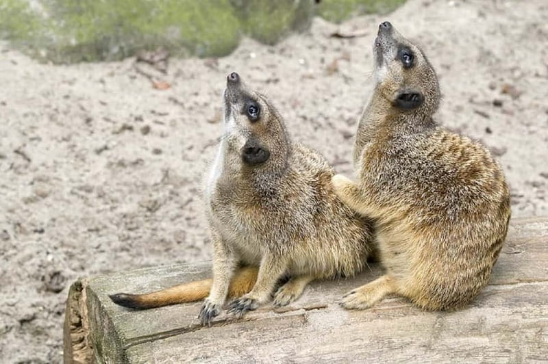 From Krakow: Zoo Trip with Private Luxury Transfer - Animal highlights worth planning around, from Rothschild giraffes to ruffed lemurs