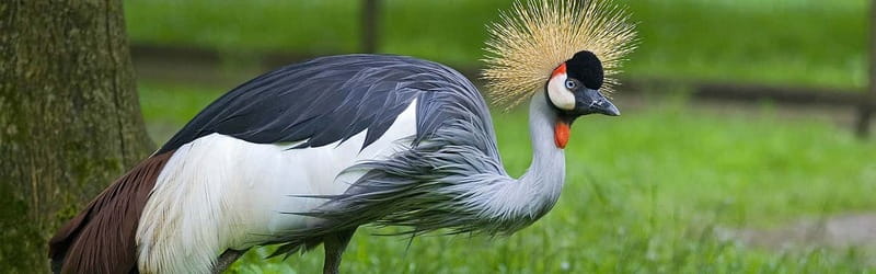 From Krakow: Zoo Trip with Private Luxury Transfer - Animal welfare questions: what to notice once you’re standing there