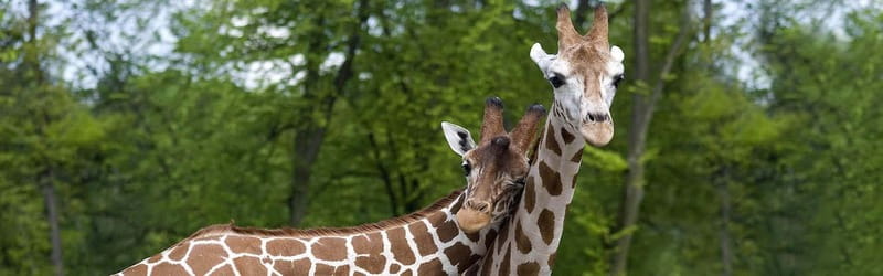 From Krakow: Zoo Trip with Private Luxury Transfer - Who should book this Krakow Zoo transfer tour?