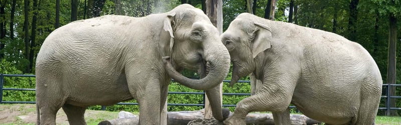 From Krakow: Zoo Trip with Private Luxury Transfer - Should you book this Krakow Zoo private transfer tour?
