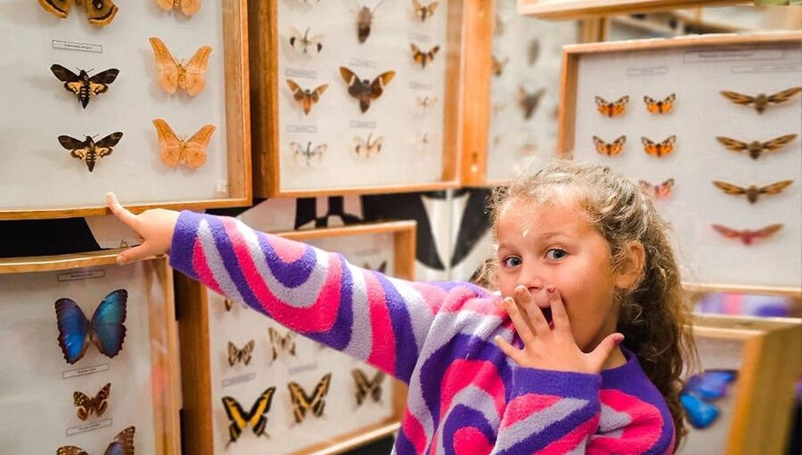 Krakow: Living Butterflies Museum ''House Of Attractions'' - Key things I’d plan around