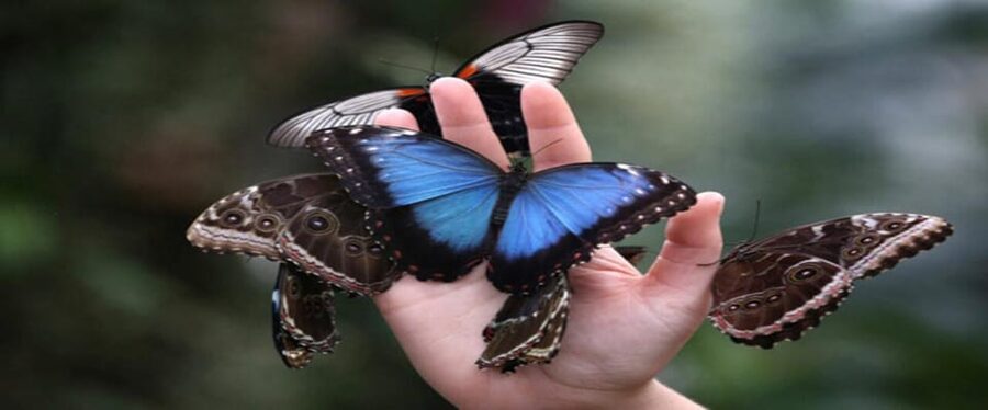 Krakow: Museum of Living Butterflies 2+1 - Krakow’s butterfly museum turns biology into something you can see