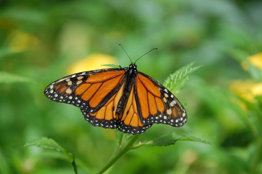 Krakow: Museum of Living Butterflies 2+1 - What you’ll see inside: wings, scales, and life cycle lessons
