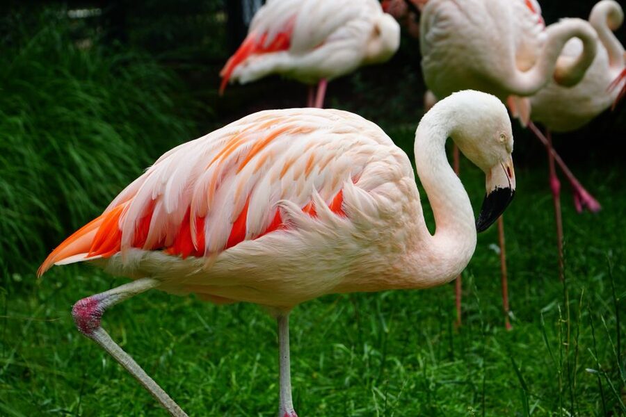 Krakow: Zoo Tour with Private Transport and Tickets - Quick highlights to know
