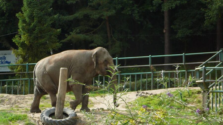 Krakow: Zoo Tour with Private Transport and Tickets - Door-to-door private transport, minus the guessing