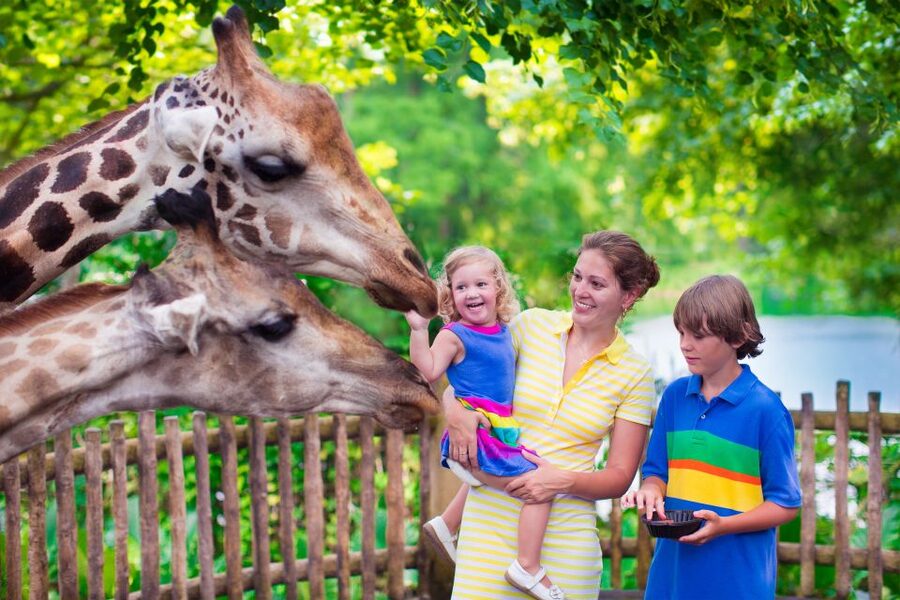 Krakow: Zoo Tour with Private Transport and Tickets - What you’ll see in the zoo: animals and conservation in the same walk