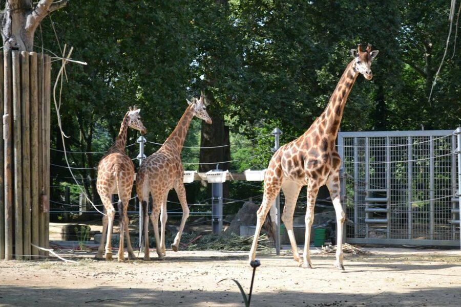 Krakow: Zoo Tour with Private Transport and Tickets - Skip-the-line tickets: where the real value hides