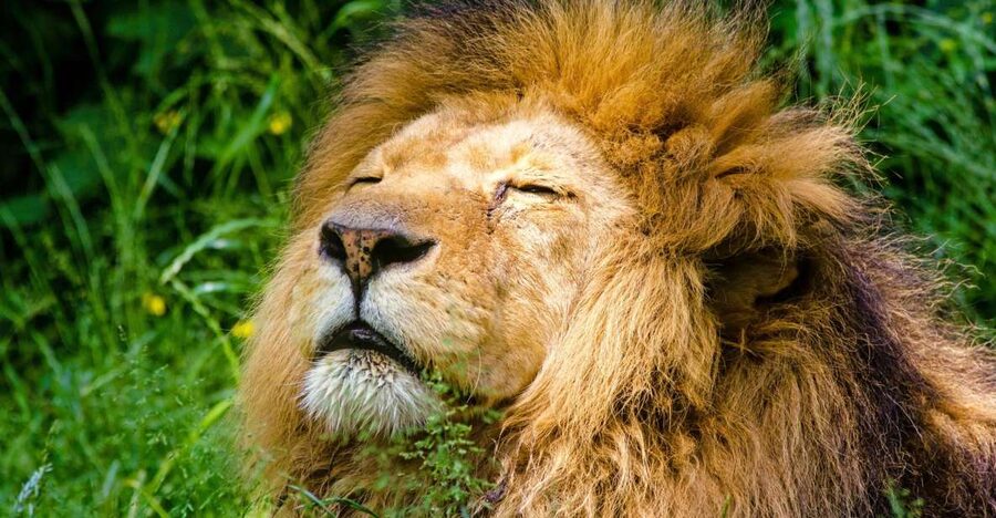 Krakow: Zoo with Hotel Pickup - A zoo visit in the Wolski Forest, where 1929 still matters
