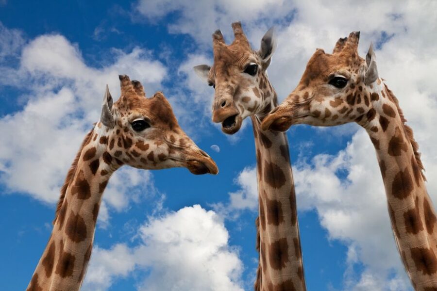 Krakow: Zoo with Hotel Pickup - How the 5-hour window works on the ground