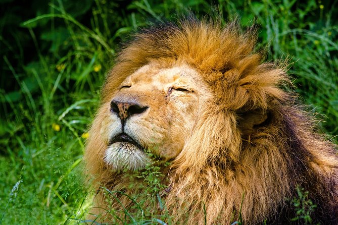 Krakow: Zoo with Hotel Transfer - Door-to-Door Hotel Pickup That Actually Saves Time in Krakow