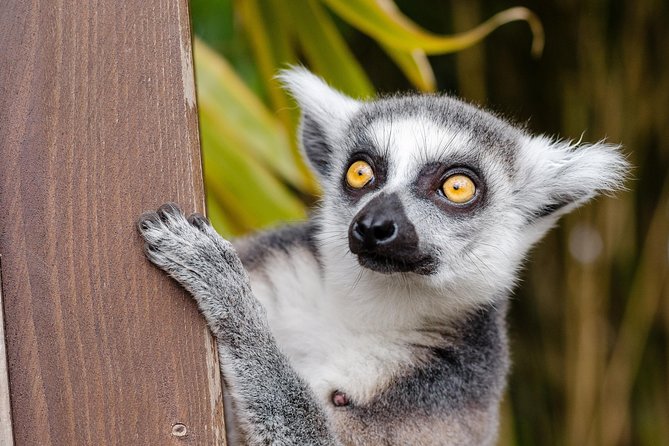 Krakow: Zoo with Hotel Transfer - Zoo Entry With Tickets Included, No Queue Panic