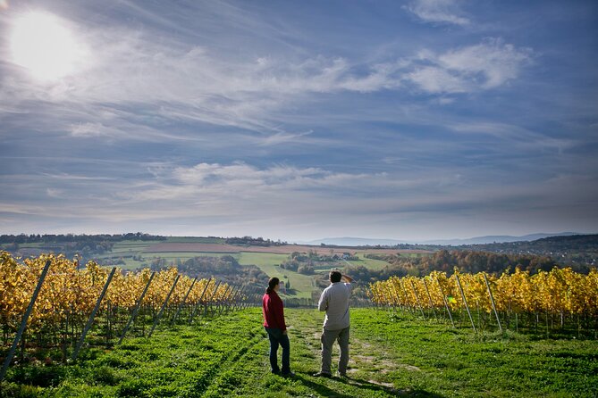 Wieliczka Vineyard: Wine tasting with local snacks - Key things to know before you go