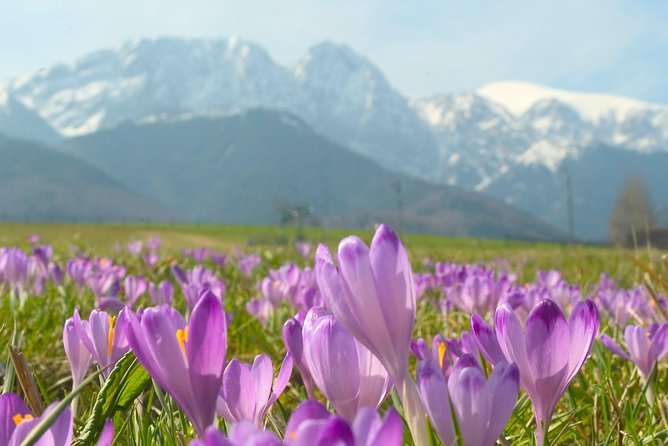 Zakopane and Tatras Mountains Day Tour from Krakow - Cheese tasting: the small stop that makes the day feel local