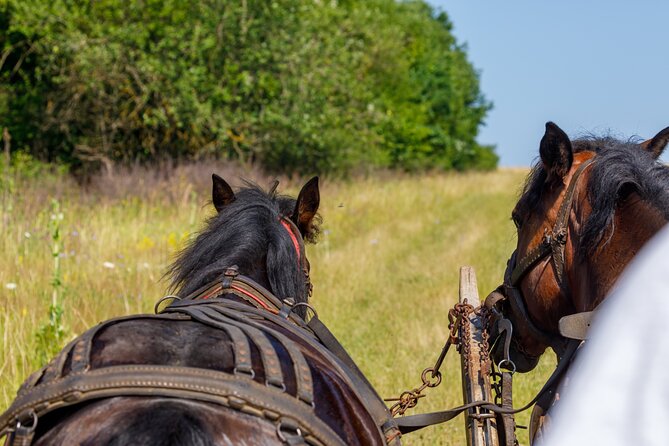 Zakopane Horse-Drawn Rides with Local Guide and Food Tasting - The 60-Minute Track: What the Ride Feels Like