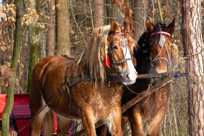 Zakopane Horse-Drawn Rides with Local Guide and Food Tasting - Small Group, English-Speaking Support, and Comfort Tips