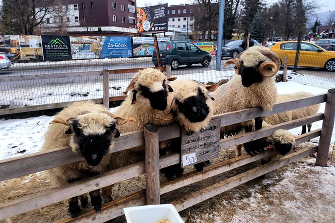 Zakopane Private day trip from Krakow with Hot Springs, cable Car - Pickup and comfort: where the price starts to make sense