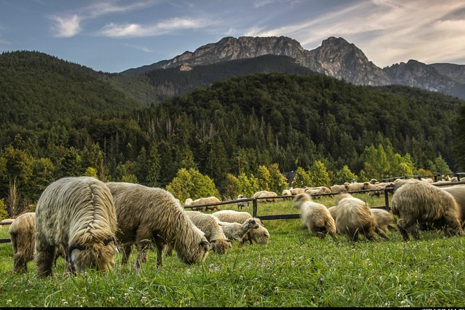 Zakopane & Thermal Springs: Private Tour - Price, Value, and Who This Private Day Trip Fits