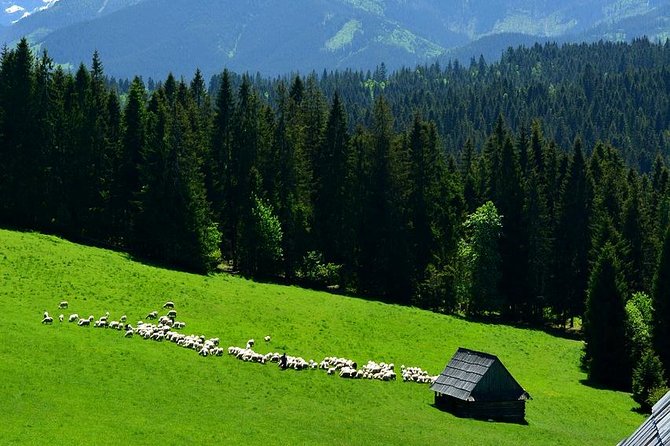 Zakopane Tour from Krakow – Highland Experience & Stunning Views - Krakow to Zakopane: the day trip that changes the scenery fast